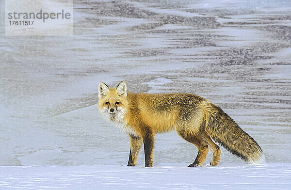 Porträt eines Rotfuchses (Vulpes vulpes)  der im Schnee steht und in die Kamera schaut; Yellowstone National Park  Wyoming  Vereinigte Staaten von Amerika