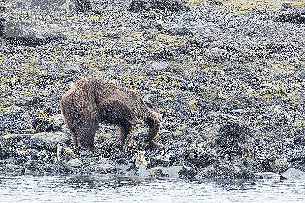 Braunbär (Ursus arctos) beim Anheben von Felsen am Ufer auf der Suche nach Muscheln im Glacier Bay National Park; Südost-Alaska  Alaska  Vereinigte Staaten von Amerika