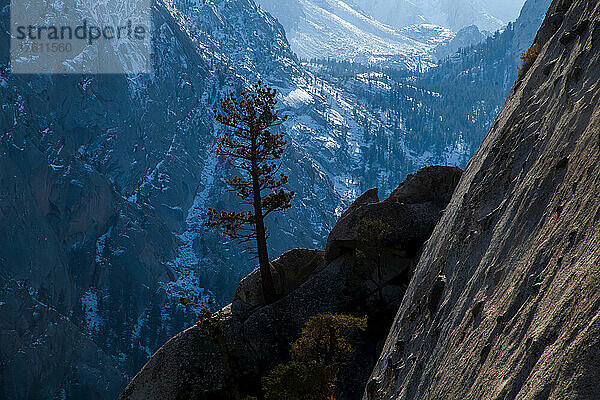 Silhouette einer einzelnen Kiefer  die von einem Felsvorsprung hoch oben in den Felswänden wächst  die das Whitney Portal  das Tor zum Mount Whitney  umgeben  mit dem schneebedeckten Berghang der Sierras; Lone Pine  Kalifornien  Vereinigte Staaten von Amerika