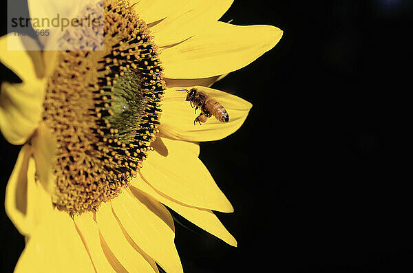 Biene  die nahe der Mitte einer Sonnenblume schwebt; Oregon  Vereinigte Staaten von Amerika