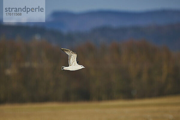 Heringsmöwe (Larus argentatus) im Flug; Bayern  Deutschland