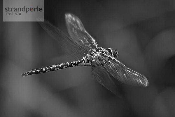 Wanderlibelle (Aeshna mixta) im Flug durch Unterholz  London Wetland Centre; London  England