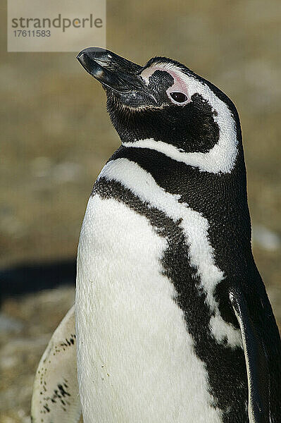 Ein ausgewachsener Magellanpinguin  Spheniscus magellanicus  Chile; Isla Magdalena  Magellanstraße  Punta Arenas  Patagonien  Chile.