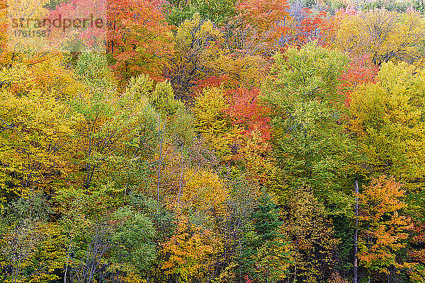 Leuchtende Herbstfarben in den Laurentianern in Quebec  Kanada; Quebec  Kanada