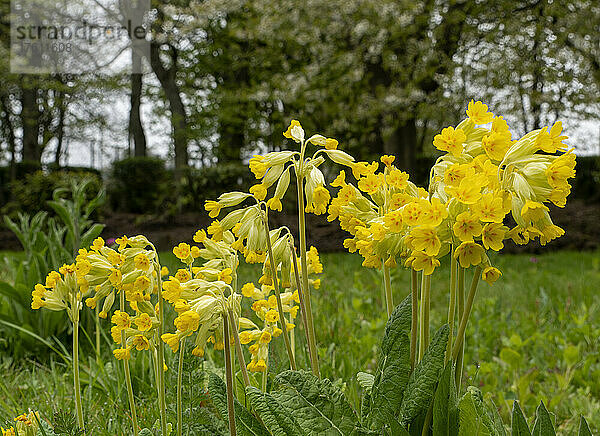 Blühende Gelbe Schlüsselblume (Primula veris); South Shields  Tyne and Wear  England