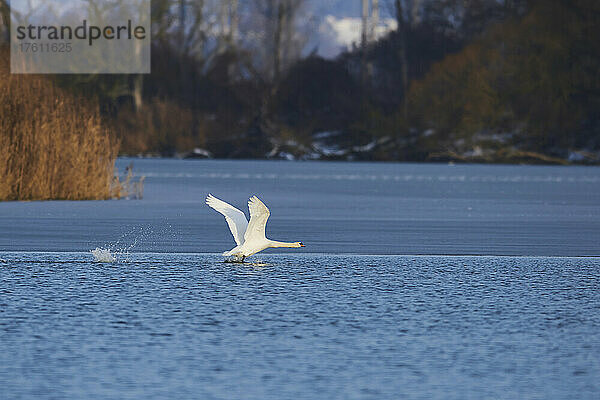 Höckerschwan (Cygnus olor) beim Abflug von der Donau; Oberpfalz  Bayern  Deutschland