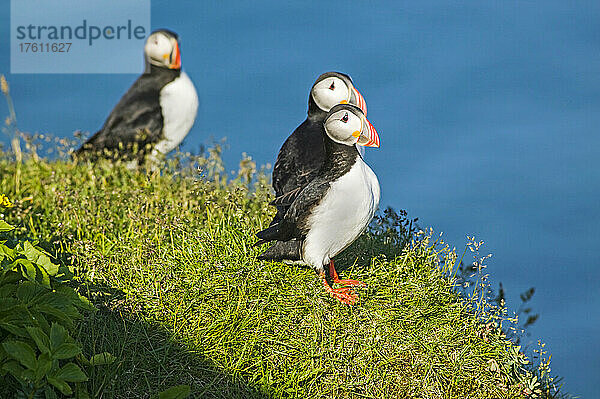 Papageientaucher (Fratercula arctica) auf den Klippen der Insel Dyrholaey  nahe Vik  Island; Island