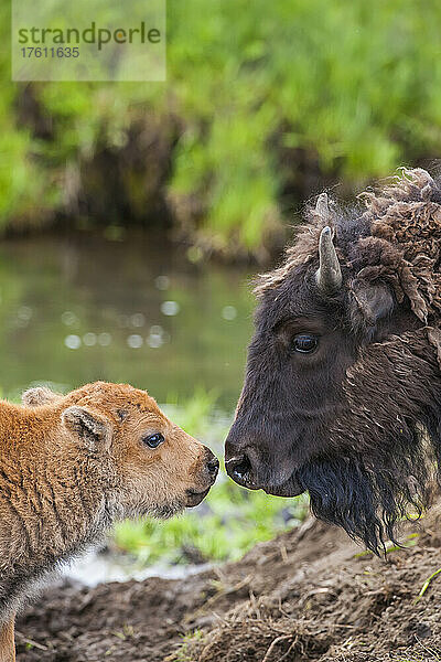 Amerikanische Bisonkuh (Bison bison) und ihr Kalb  von Angesicht zu Angesicht im Yellowstone National Park  Vereinigte Staaten von Amerika