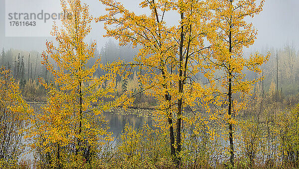 Leuchtend goldenes Laub am Hush Lake mit Nebel über dem Wald; British Columbia  Kanada