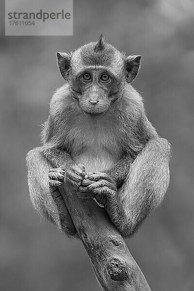 Porträt eines Langschwanzmakaken (Macaca fascicularis)  der auf einem Baumstumpf sitzt und in die Kamera schaut; Can Gio  Ho Chi Minh  Vietnam