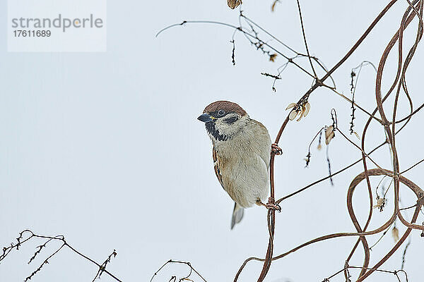 Haussperling (Passer domesticus) auf einem Ast sitzend; Bayern  Deutschland