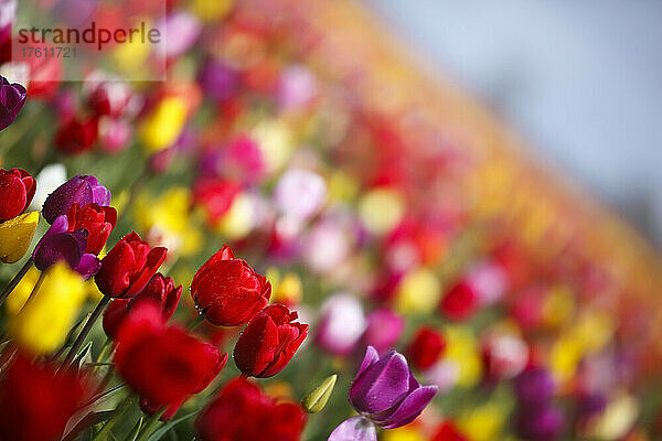 Kräftig blühende Tulpen in einem Tulpenfeld; Woodburn  Oregon  Vereinigte Staaten von Amerika