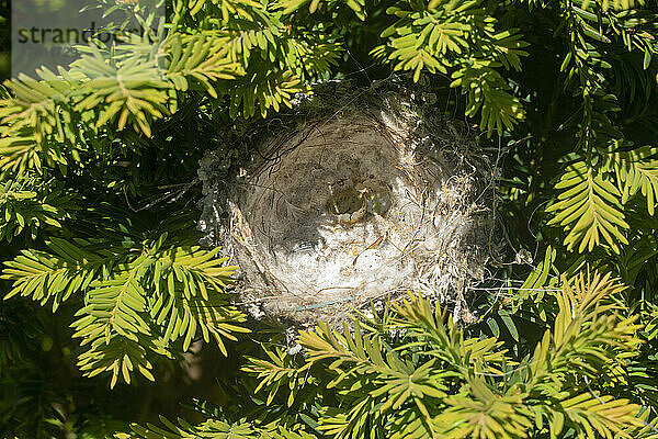 Stieglitznest im Laub versteckt; Whitburn  Tyne and Wear  England