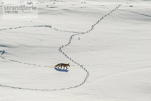 Rotfuchs (Vulpes vulpes)  der durch eine verschneite Landschaft läuft  Spuren hinterlässt und unter den Schneewehen nach Beute lauscht; Yellowstone National Park  Wyoming  Vereinigte Staaten von Amerika
