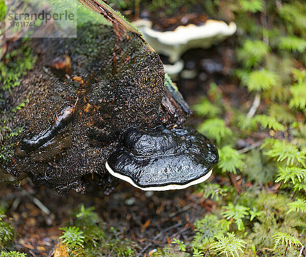 Nahaufnahme eines Pilzes  der auf einem nassen Baumstamm in einem Wald wächst; British Columbia  Kanada