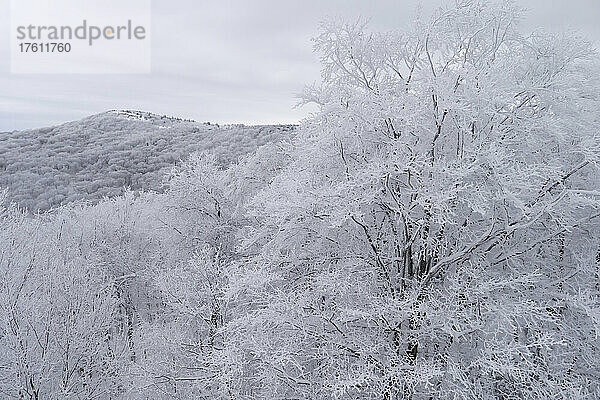 Raureif und Schnee bedecken die Landschaft über dem Canaan Valley; Canaan Valley  West Virginia.