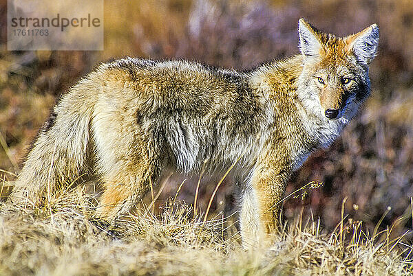 Nahaufnahme eines Kojoten (Canis latrans)  der im hellen Sonnenlicht im Gras steht und nach Mäusen und anderer Beute Ausschau hält; Yellowstone National Park  Wyoming  Vereinigte Staaten von Amerika