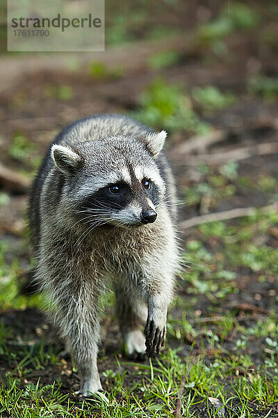 Waschbär im Stanley Park  Vancouver  British Columbia  Kanada