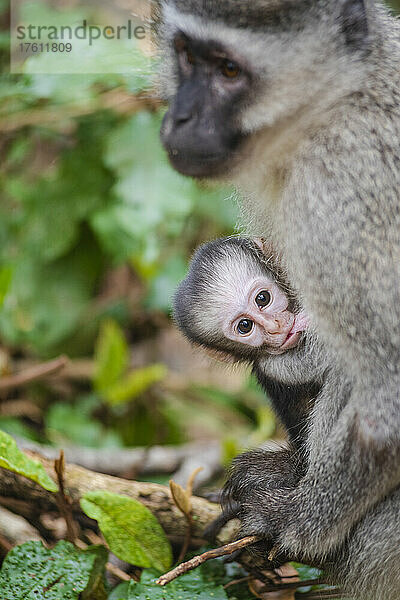 Vervet-Affenbaby (Chlorocebus pygerythrus)  das von seiner Mutter im Monkeyland Primate Sanctuary in der Nähe von Pletteberg Bay  Südafrika  gesäugt wird; Südafrika