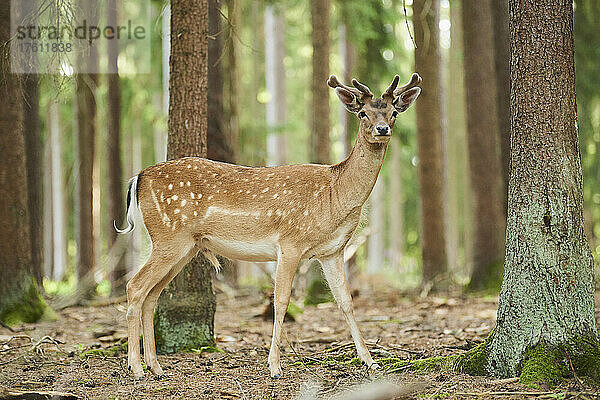 Europäischer Damhirsch oder Gemeiner Damhirsch (Dama dama)  Portrait mit wachsendem Geweih; Bayern  Deutschland