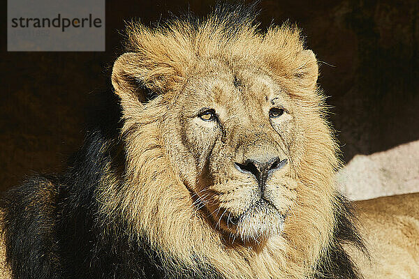 Porträt eines asiatischen oder indischen Löwen (Panthera leo leo)  männlich; Deutschland