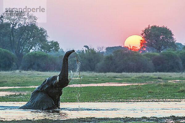 Afrikanischer Buschelefant (Loxodonta africana) untergetaucht im Fluss  den Rüssel in die Luft hebend und im Wasser trinkend  während die Sonne hinter den Bäumen untergeht; Okavango-Delta  Botswana