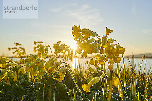 Gewöhnliche Schlüsselblume (Primula veris) im Gegenlicht des Sonnenuntergangs an einem See; Bayern  Deutschland