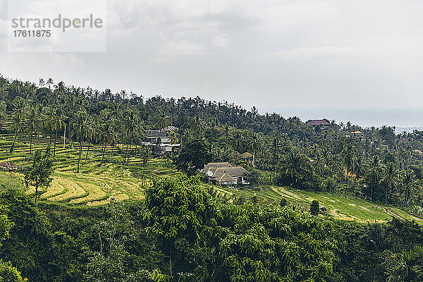 Blick auf Bauernhofgebäude am Hang mit Reisfeldern und tropischen Pflanzen in Sambangan im Bezirk Sukasada; Buleleng  Bali  Indonesien