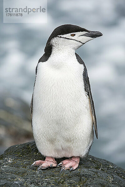 Kinnriemenpinguin Porträt (Pygoscelis antarcticus); Antarktis