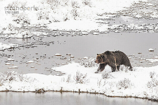 Braunbär (Ursus arctos)  der im Winter entlang der schneebedeckten Uferlinie auf Nahrungssuche geht; Yellowstone National Park  Vereinigte Staaten von Amerika