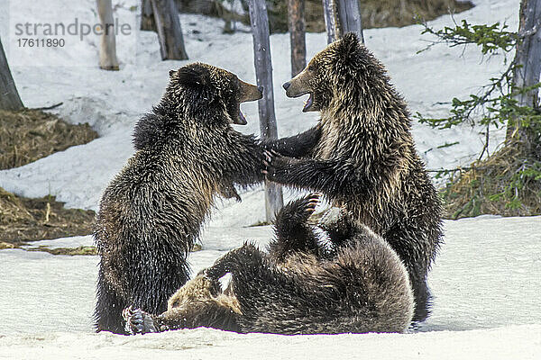Braunbärenjunge (Ursus arctos)  die zusammen im Schnee spielen; Yellowstone National Park  Vereinigte Staaten von Amerika