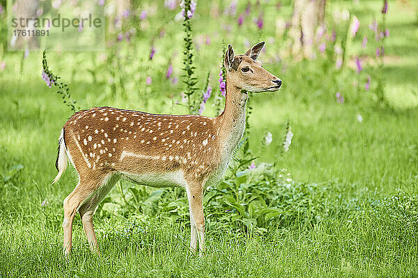 Europäischer Damhirsch oder Gemeiner Damhirsch (Dama dama)  Porträt einer Ricke; Bayern  Deutschland