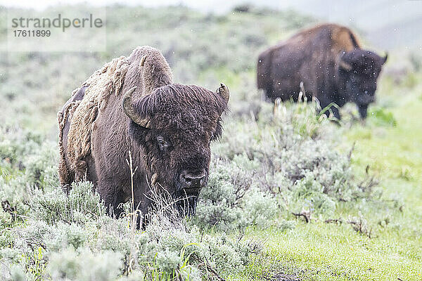 Herde amerikanischer Bisons (Bison bison)  die auf dem Salbeibusch (Artemisia tridentata) im Yellowstone National Park grasen; Vereinigte Staaten von Amerika