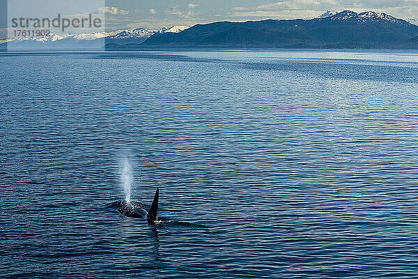 Ein Schwertwal bläst in einer ruhigen Meerenge Wasser aus seinem Blasloch.
