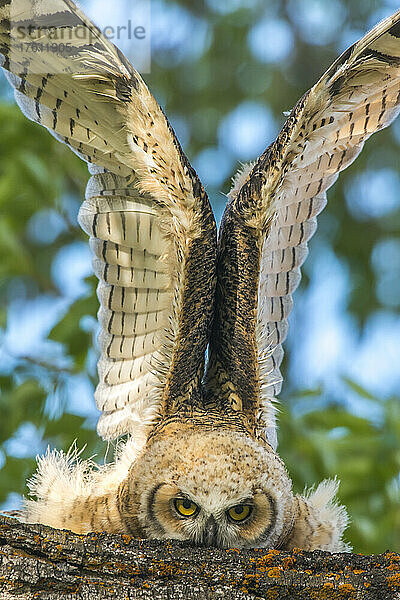 Ein junger Waldkauz (Bubo virginianus) liegt mit nach oben gestreckten Flügeln auf einem Baumstamm und schaut in die Kamera  Yellowstone National Park; Vereinigte Staaten von Amerika