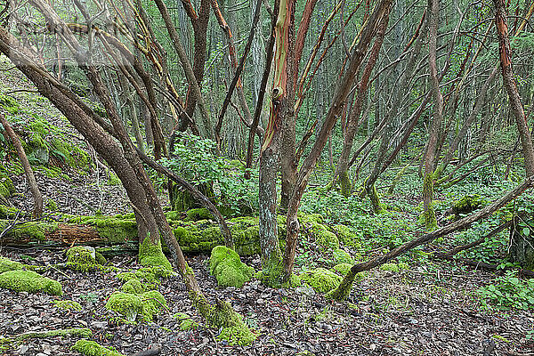 Arbutus-Bäume  Reginald Hill  Salt Spring Island  Britisch-Kolumbien  Kanada