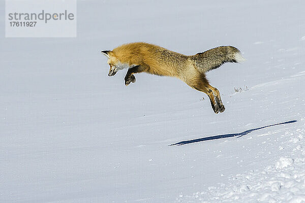 Ein Rotfuchs (Vulpes vulpes) auf der Jagd nach Mäusen und anderen Nagetieren springt in die Luft  um sich an einem sonnigen Wintertag auf seine unter dem Schnee versteckte Beute zu stürzen; Yellowstone National Park  Wyoming  Vereinigte Staaten von Amerika