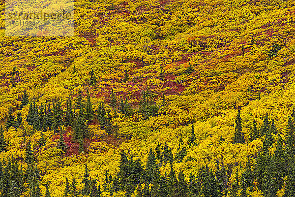Aspenbäume und Herbstlaub in der Tundra.