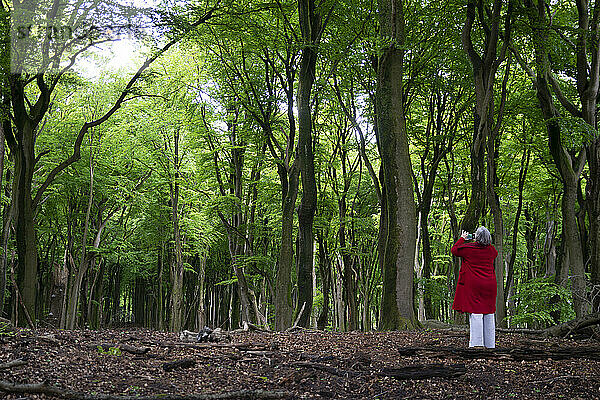 Eine Frau in einem roten Mantel steht mit einer Kamera auf und fotografiert die Natur in einem Waldgebiet; Veluwe Vierhouten  Gelderland  Niederlande