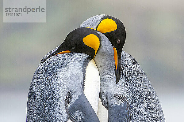 Nahaufnahme von zwei Königspinguinen (Aptenodytes patagonicus)  die sich beim Paarungsritual aneinander schmiegen und den Hals umarmen; Südgeorgien  Antarktis