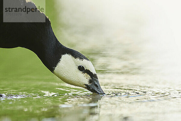 Nahaufnahme einer Nonnengans (Branta leucopsis)  die Wasser trinkt; Bayern  Deutschland