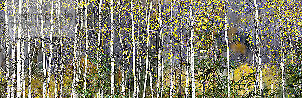 Espen markieren einen herbstlich gefärbten Wald entlang des BC Highway 16  der von Terrace nach Osten in Richtung Smithers führt; British Columbia  Kanada