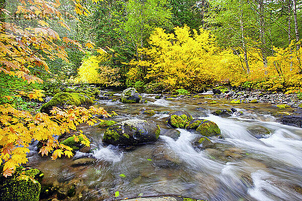 Herbstfarbenes Laub entlang des fließenden Santiam River im Willamette National Forest; Oregon  Vereinigte Staaten von Amerika