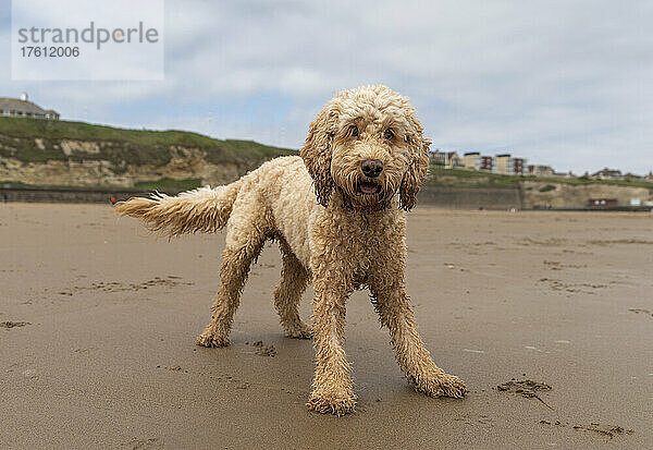 Ein blonder Kakadu-Hund steht an einem Strand und schaut in die Kamera; Whitburn  Tyne and Wear  England