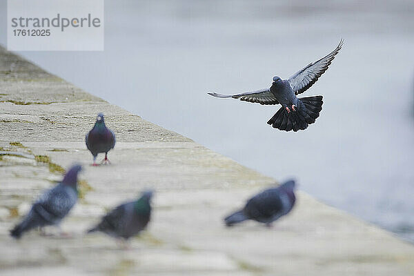 Verwilderte Tauben (Columba livia domestica) gemeinsam auf einem Felsvorsprung; Regensburg  Oberpfalz  Bayern  Deutschland