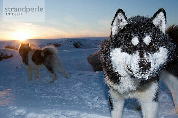 Ein Schlittenhund hat bei einem arktischen Sonnenuntergang von -40 Grad eine frostige Nase.