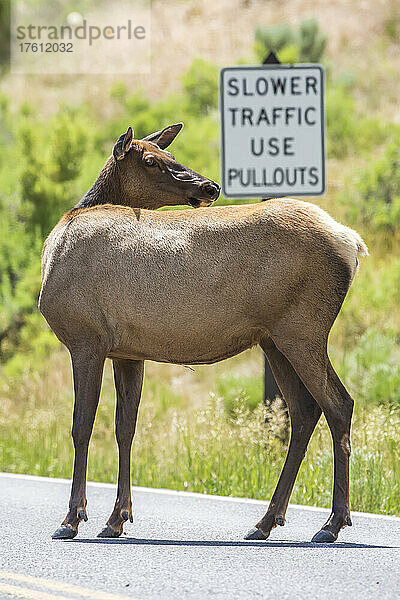 Ein Elch (Cervus canadensis) steht auf einer Straße und schaut über seine Schulter zurück  mit einem Verkehrsschild im Hintergrund  Yellowstone National Park; Vereinigte Staaten von Amerika