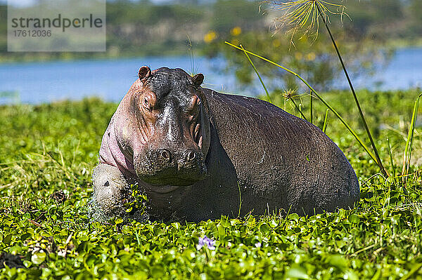 Flusspferd (Hippopotamus amphibius) im Crater Lake Game Sanctuary  in den Untiefen des Naivasha-Sees  nahe Naivasha; Kenia