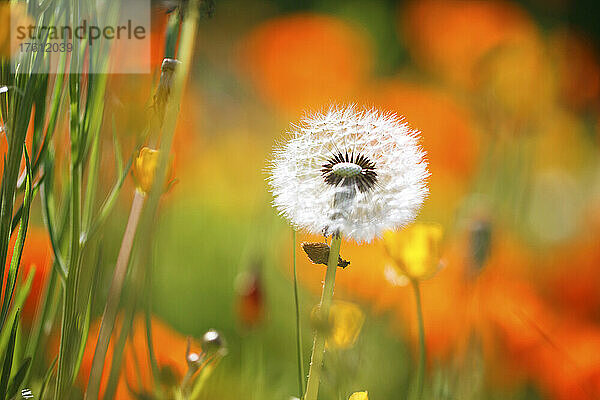 Nahaufnahme eines Löwenzahnsamenkopfes (Taraxacum) inmitten von Wildblumen; Oregon  Vereinigte Staaten von Amerika