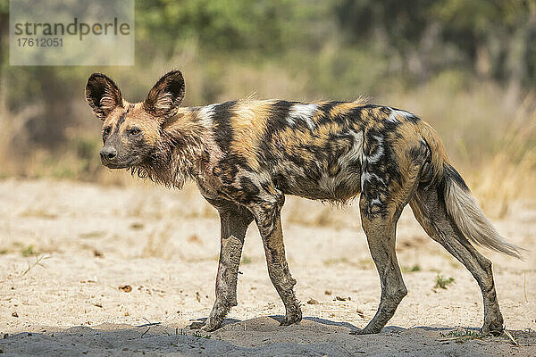 Porträt eines Afrikanischen Wildhundes (Lycaon pictus) mit seiner gefleckten Fellfarbe; South Luangwa National Park  Sambia